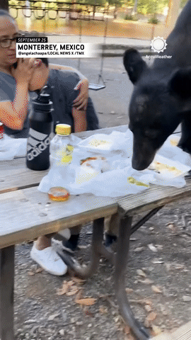 나들이-중에-야생-곰이-나타났다.🐻-2-이미지