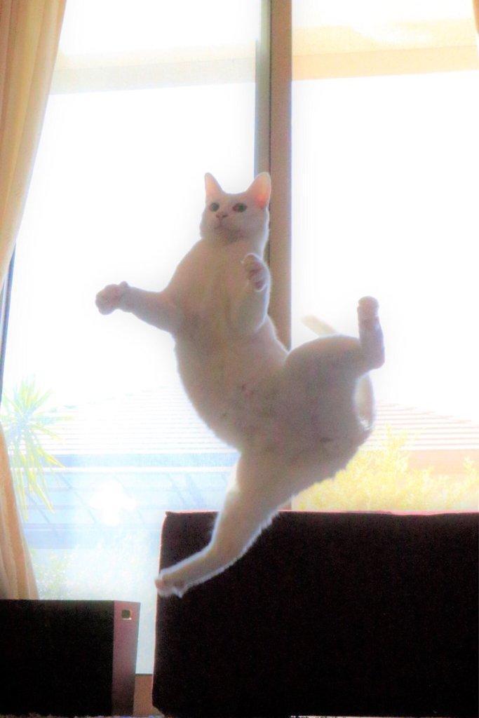 발레하는-고양이.jpg-4-이미지