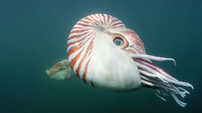 바다속의-돌고래를-촬영하기-위해-만들어진-카메라-퀄리티ㅋㅋㅋㅋ.jpgif-5-이미지