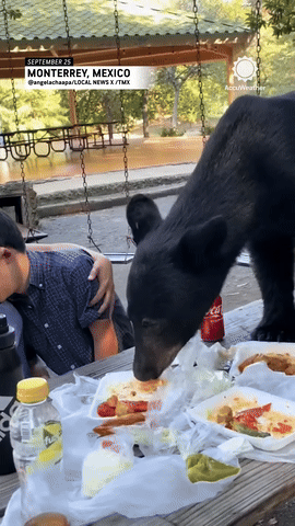 나들이-중에-야생-곰이-나타났다.🐻-1-이미지