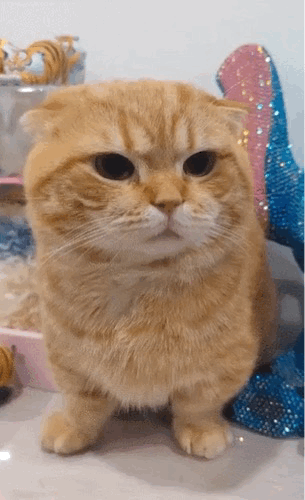 고양이로-만든-햄버거-0-이미지