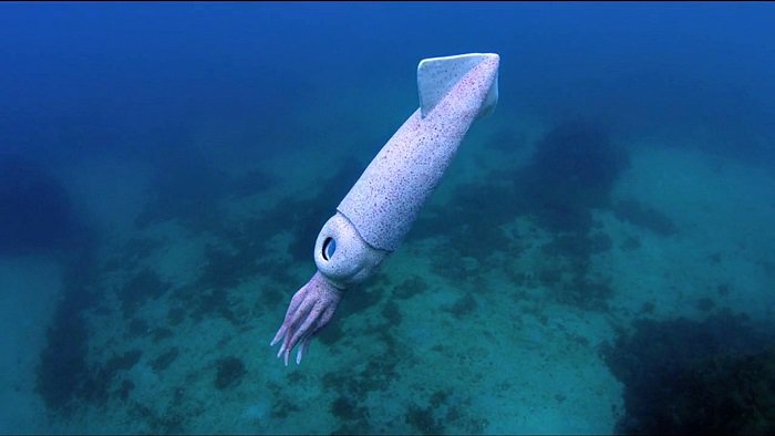 바다속의-돌고래를-촬영하기-위해-만들어진-카메라-퀄리티ㅋㅋㅋㅋ.jpgif-23-이미지