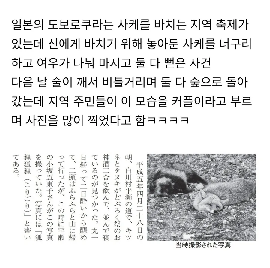 신사-근처에서-쓰러진채-발견된-너구리와-여우-1-이미지
