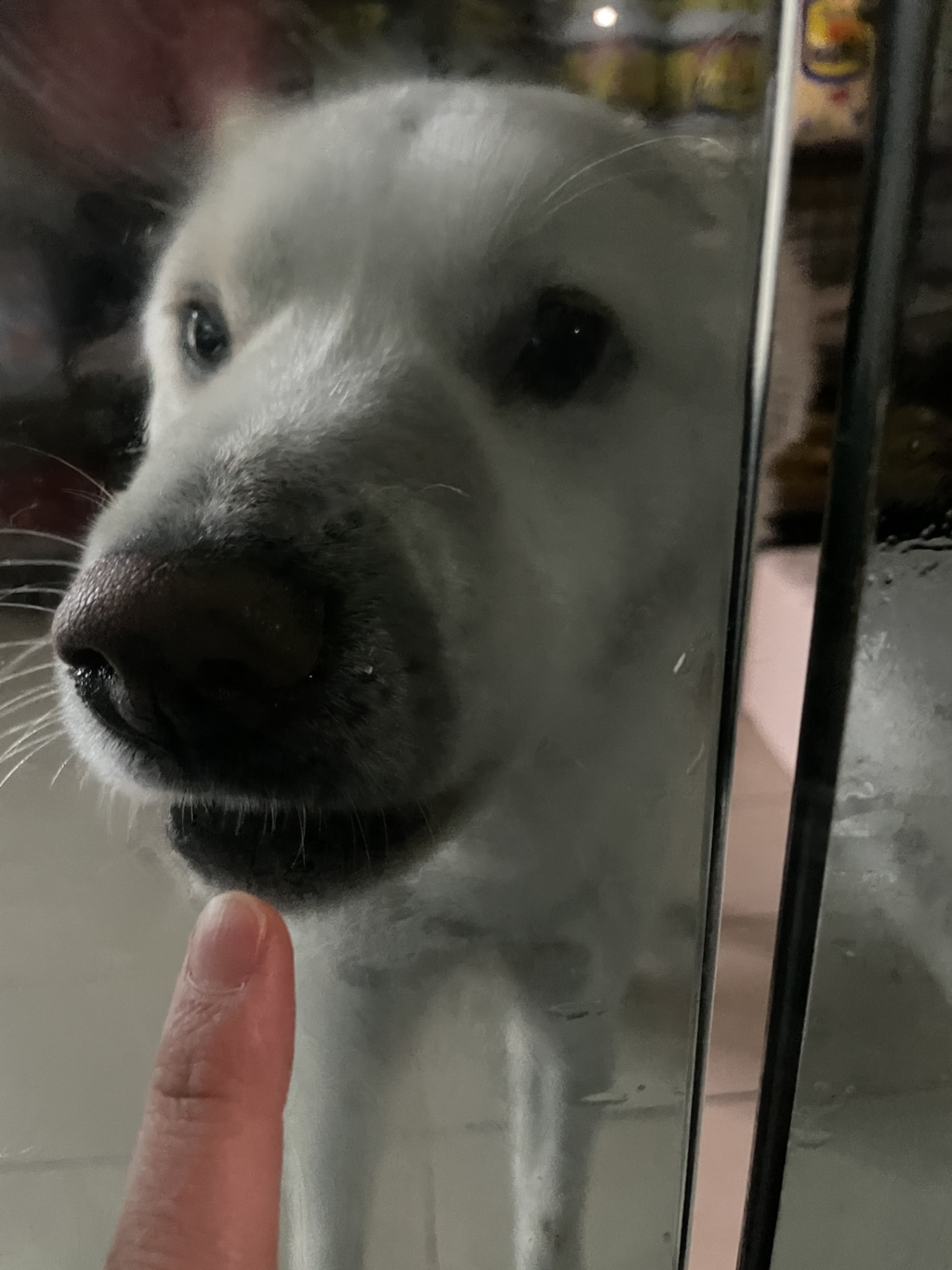 나-고앵-집산데-이-백구-나-좋아서-ㄴ이러는거야?-1-이미지