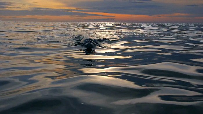 바다속의-돌고래를-촬영하기-위해-만들어진-카메라-퀄리티ㅋㅋㅋㅋ.jpgif-15-이미지