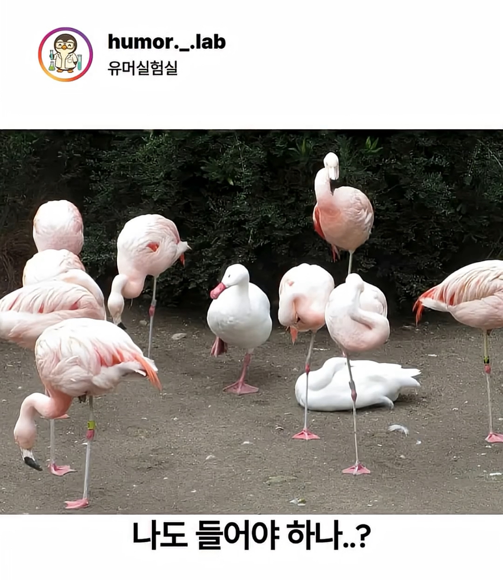 한-발-서기-연습하는-애기-홍학-2-이미지