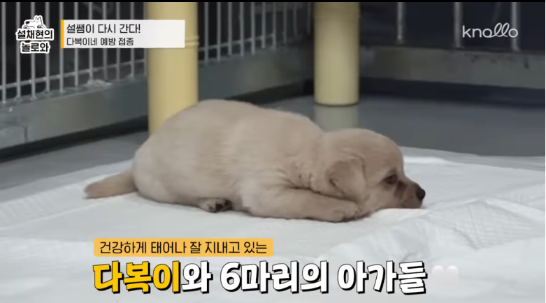 설채현-진돗개-새끼들-주사놔주다가-우네-1-이미지