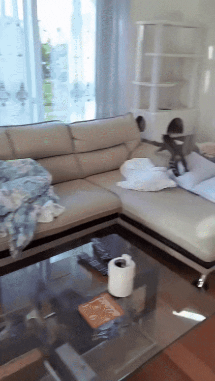 고양이들이-천장에서-놀-수-있게-만든-집-0-이미지