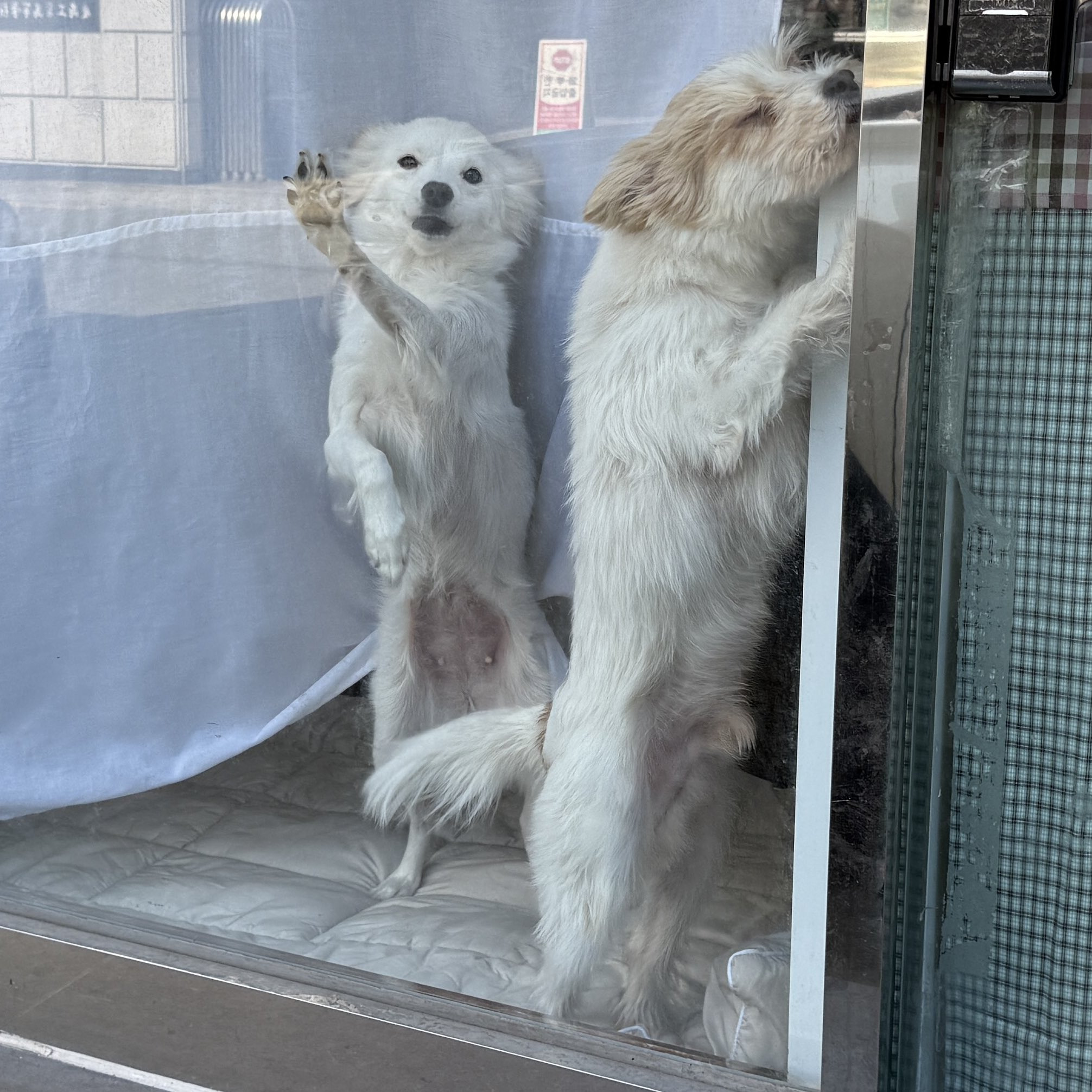 요즘-택배-기사님-문자가-너무-사랑스럽다.twt-8-이미지