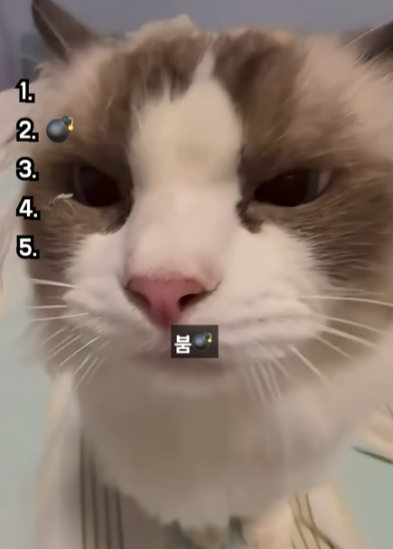 역대급-고양이-울음소리-top5-1-이미지