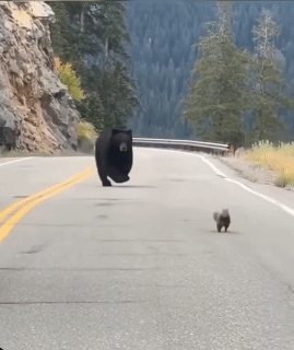 곰에게-맞서는-짱-센-다람쥐-0-이미지