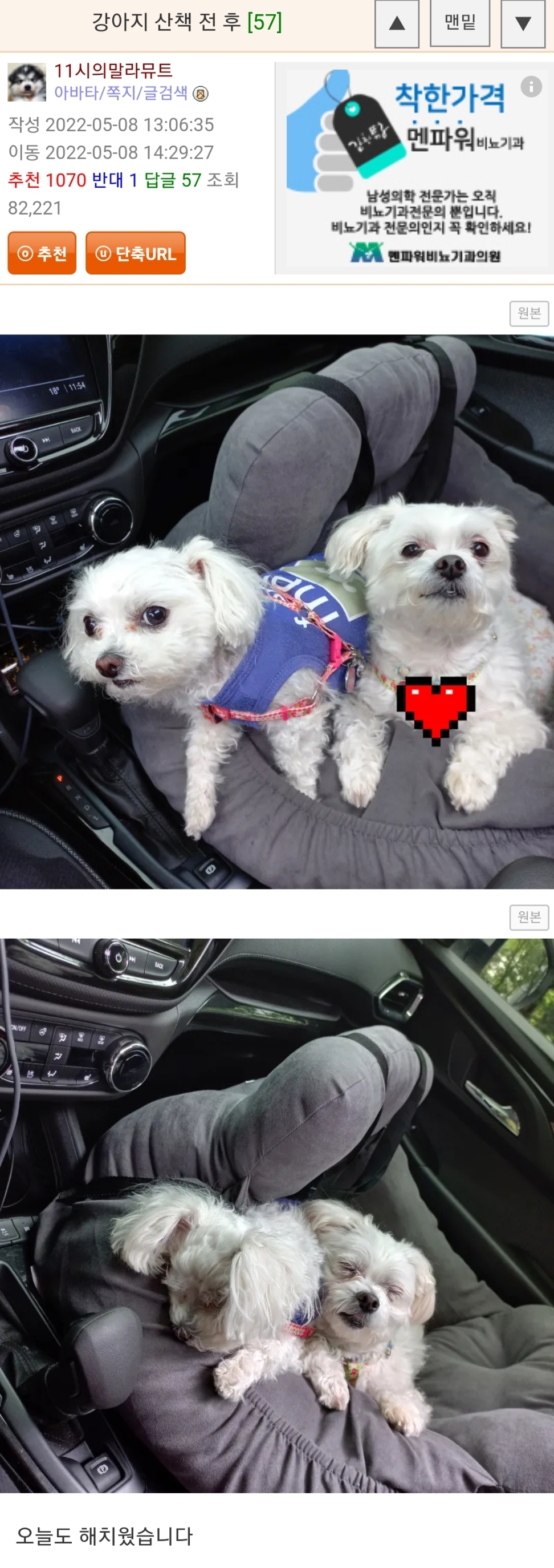 강아지-산책-전-후-.jpg-0-이미지