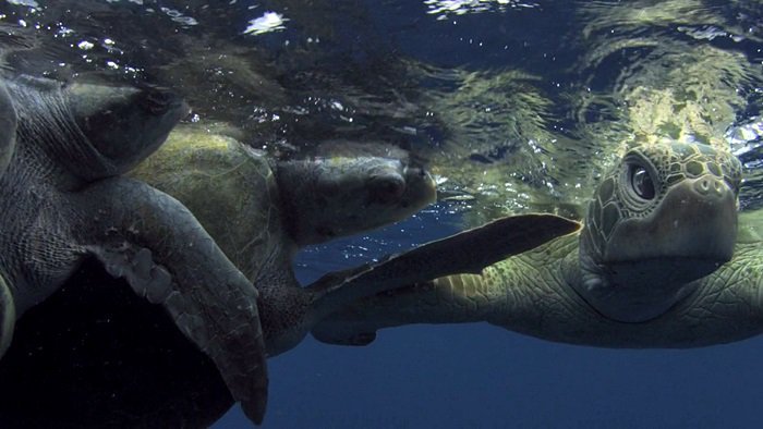 바다속의-돌고래를-촬영하기-위해-만들어진-카메라-퀄리티ㅋㅋㅋㅋ.jpgif-33-이미지