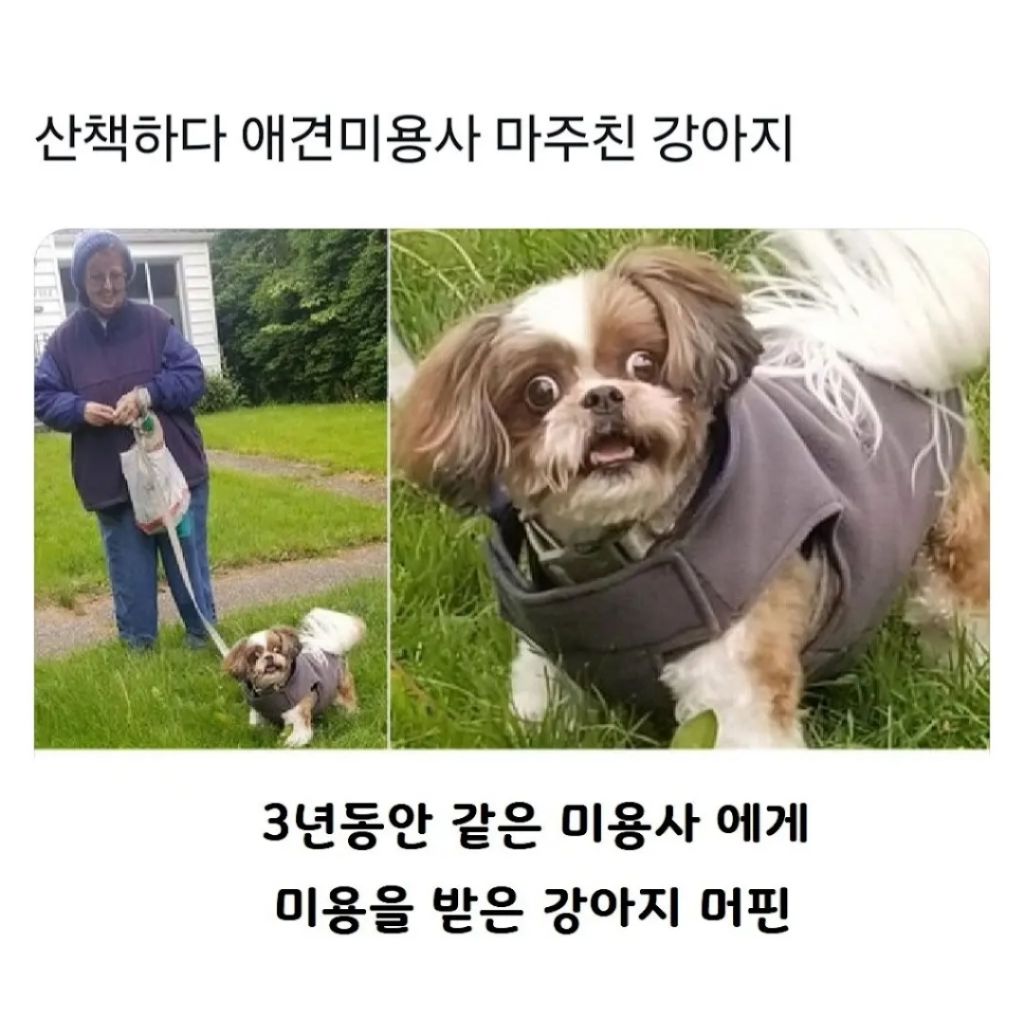 산책하다-애견미용사-마주친-댕댕이-0-이미지