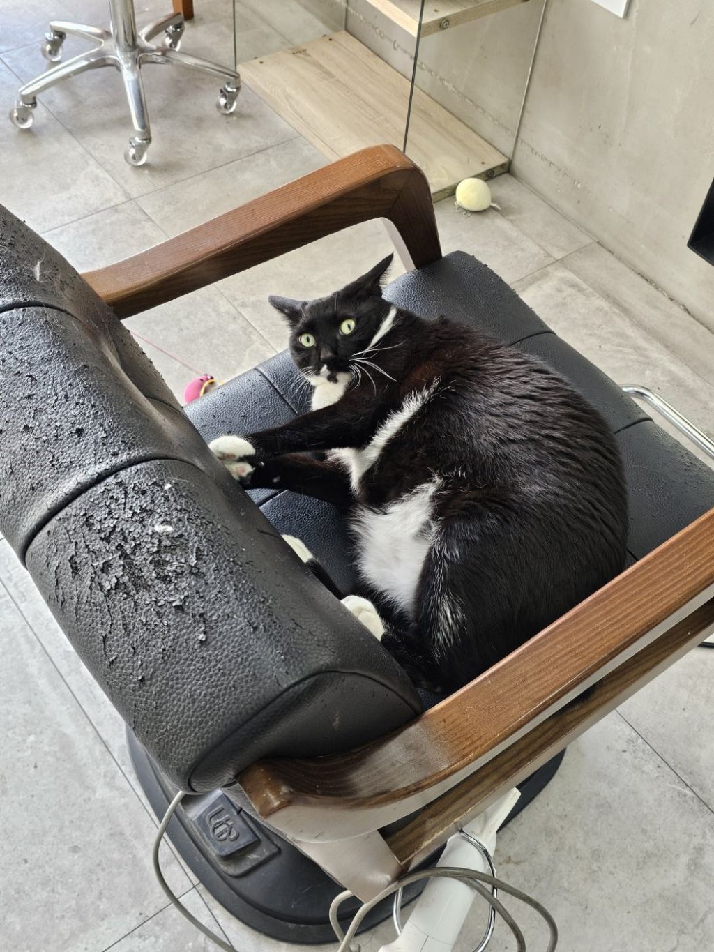 엄마-단골-미용실에-고양이-있다고-자랑하심-3-이미지