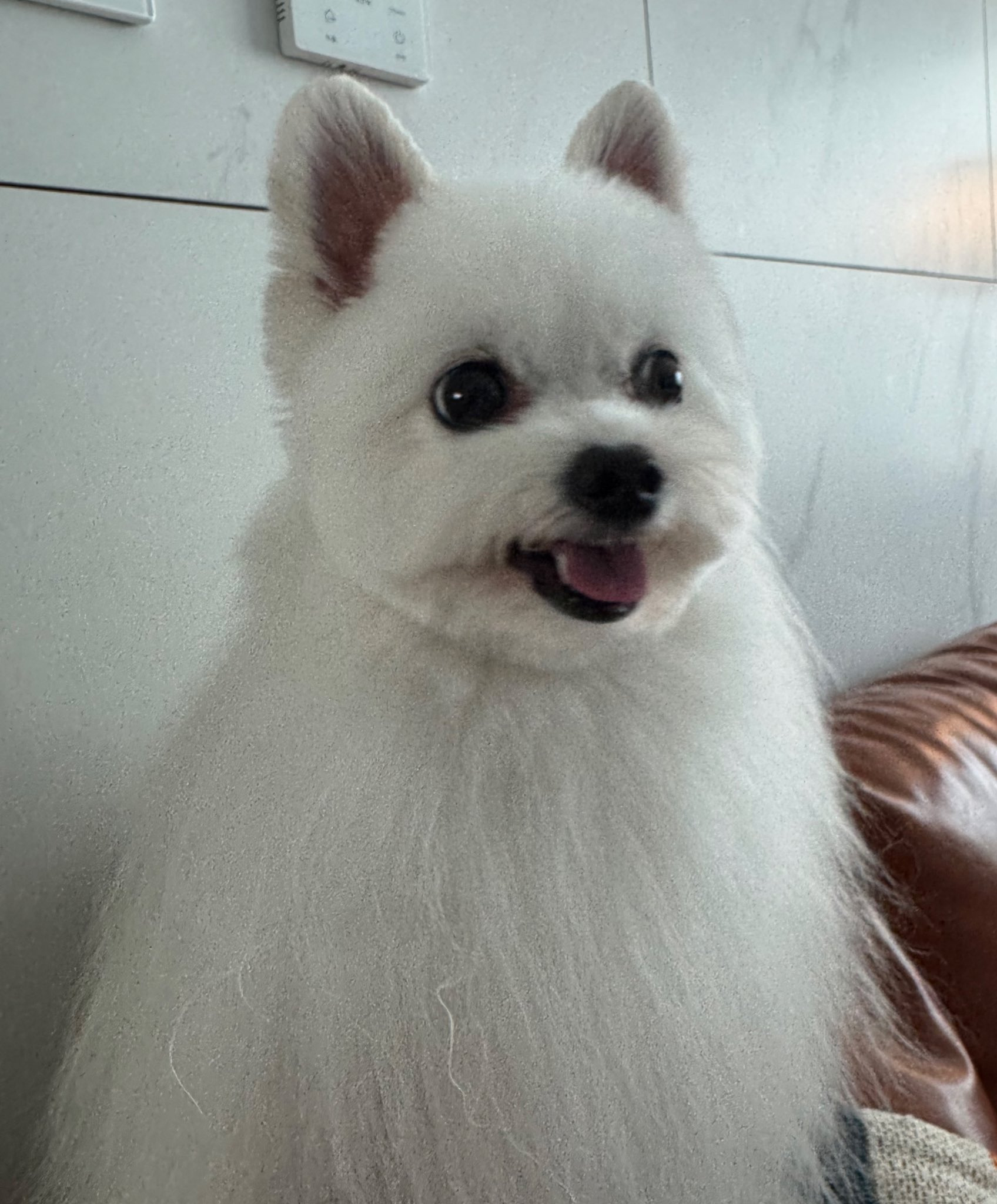 미용소통오류로-거란족이-되어-돌아온-강아지-2-이미지