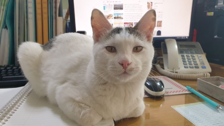 울엄마-근무환경-개부럽.....ㅠㅠㅜㅋㅋㅋㅋㅋ냥세권..-4-이미지