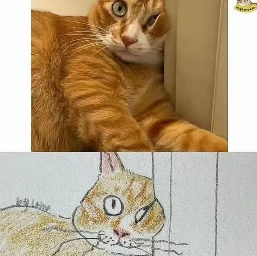 그림이랑-똑같은-고양이-1-이미지