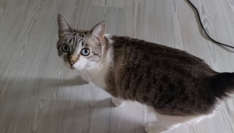 유독-한국에서-힘-못쓰는-디저트-0-이미지