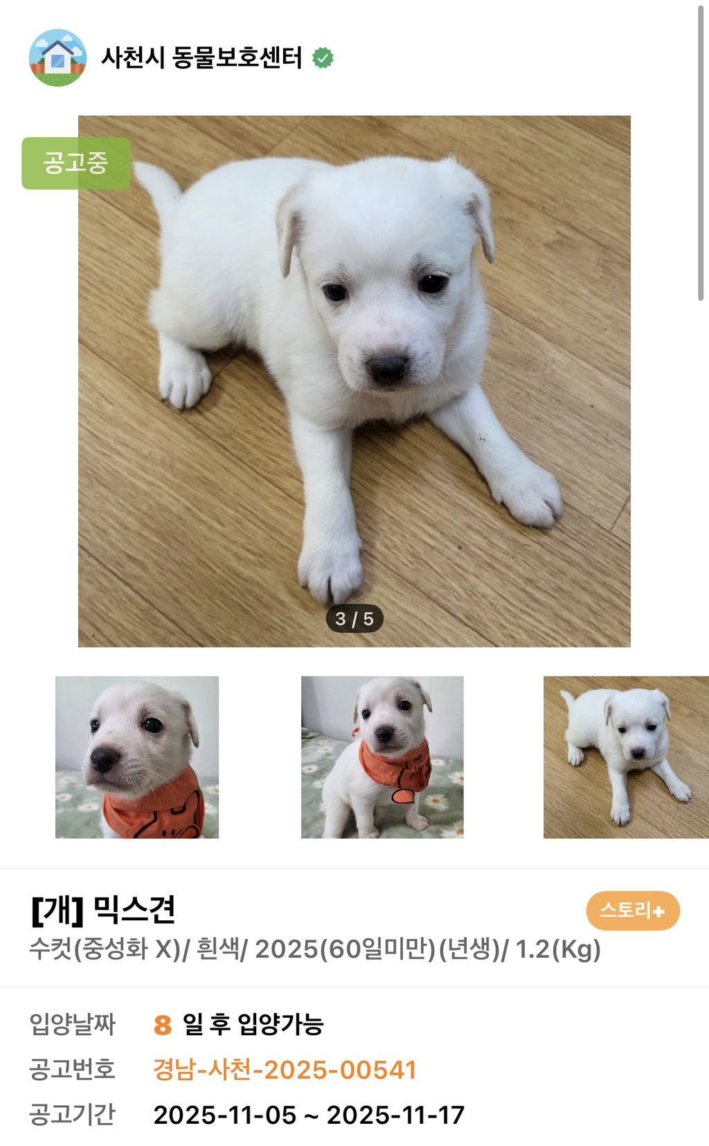 사이버-꼬순내-무료나눔‼️‼️‼️-나만-없네-가나디...🐶-입양하세요🤍!!!-7-이미지