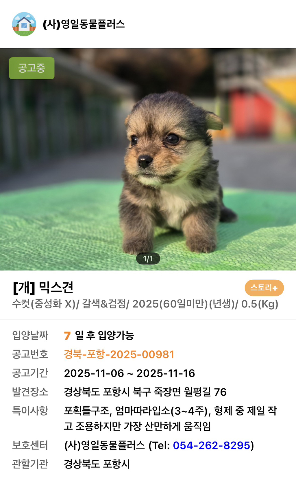 사이버-꼬순내-무료나눔‼️‼️‼️-나만-없네-가나디...🐶-입양하세요🤍!!!-5-이미지