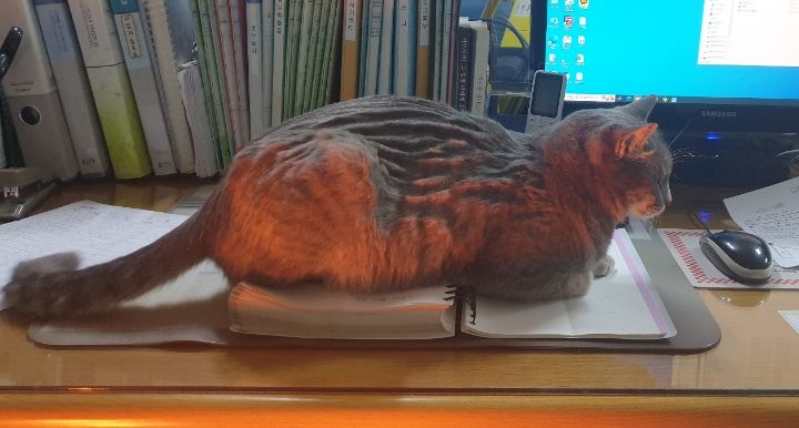 울엄마-근무환경-개부럽.....ㅠㅠㅜㅋㅋㅋㅋㅋ냥세권..-6-이미지