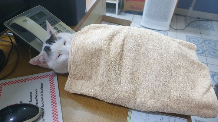 울엄마-근무환경-개부럽.....ㅠㅠㅜㅋㅋㅋㅋㅋ냥세권..-0-이미지