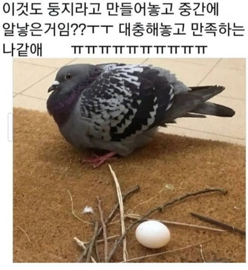 이것도-둥지라고..-0-이미지