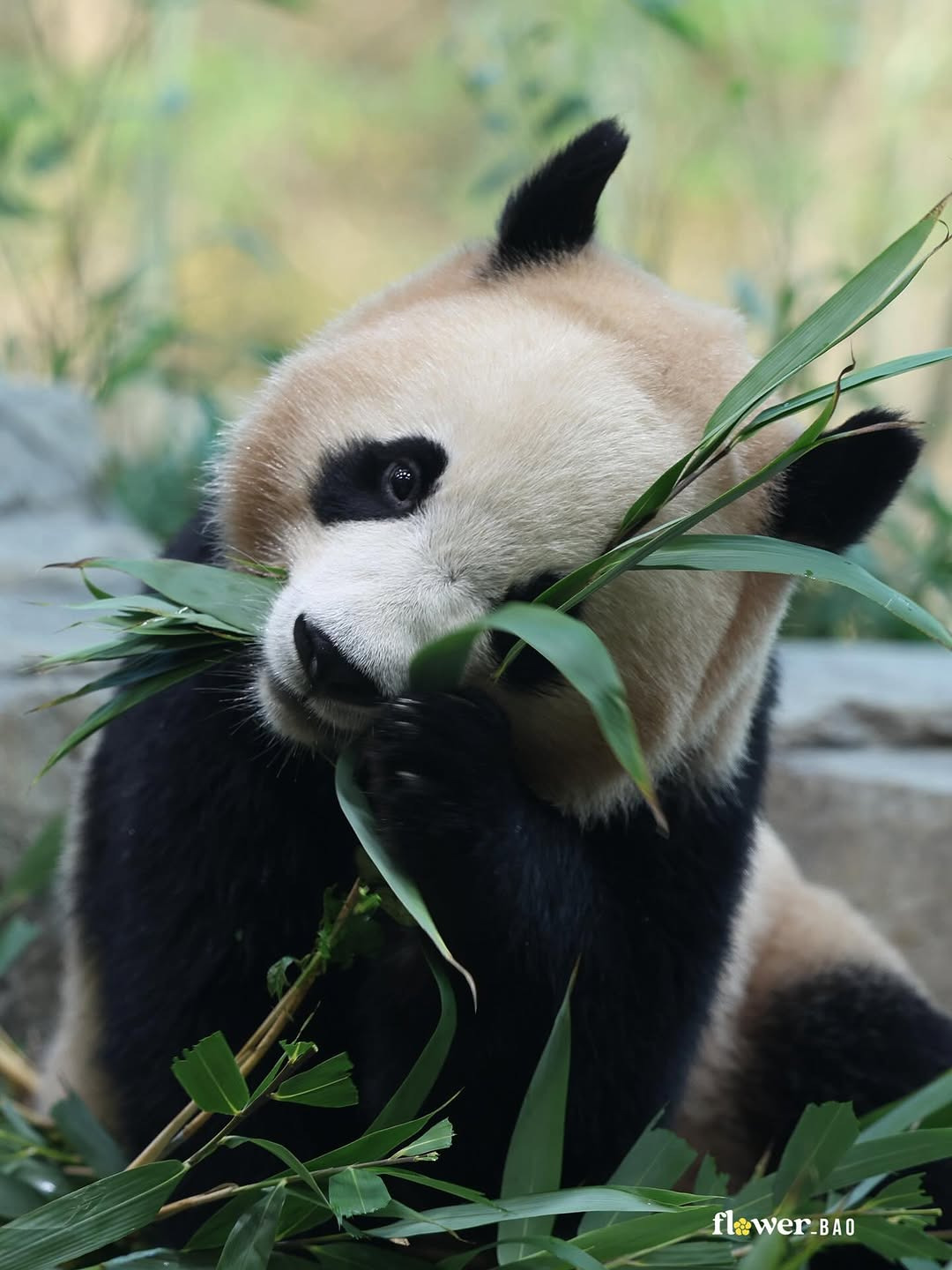 웃으면서-대나무-먹는-후이바오🐼😄-3-이미지