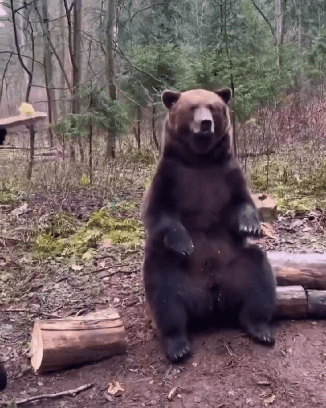 꿀-기다리는-곰.gif-2-이미지