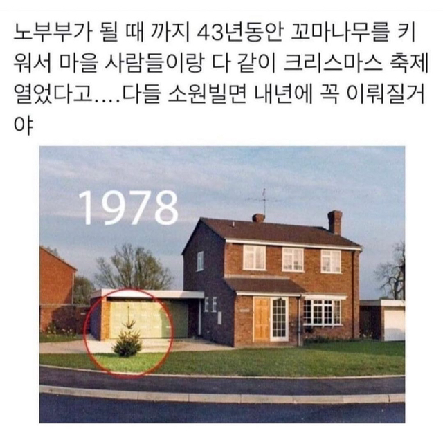 43년동안-키운-크리스마스-트리.jpg-0-이미지