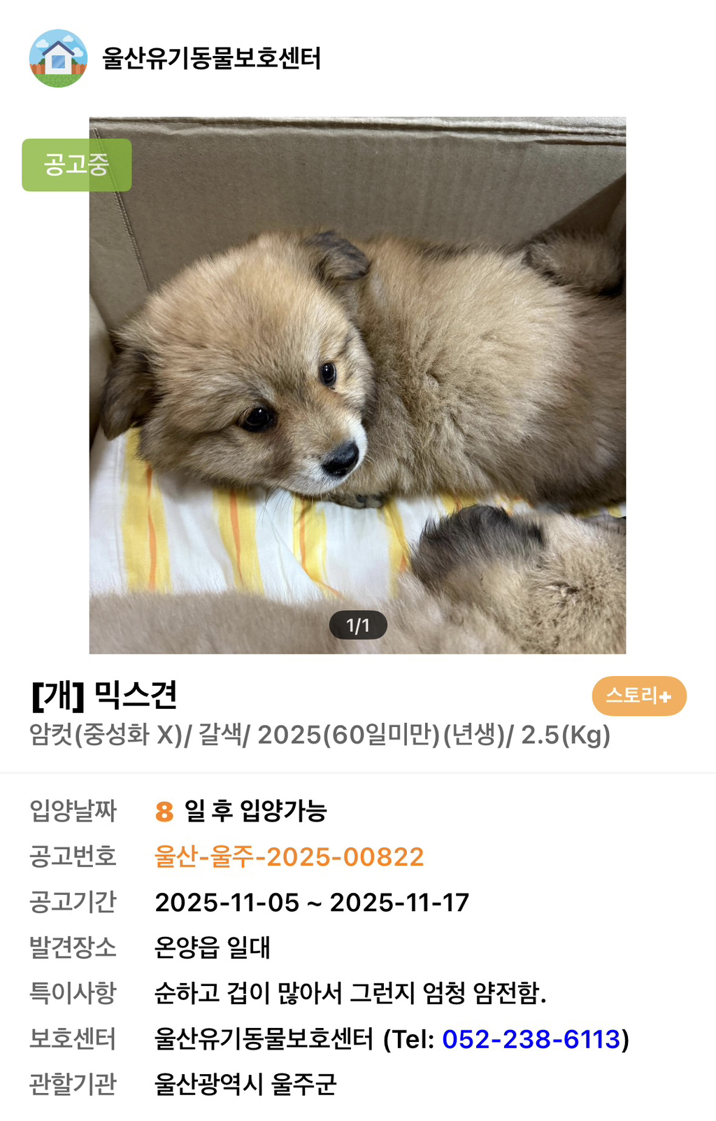 사이버-꼬순내-무료나눔‼️‼️‼️-나만-없네-가나디...🐶-입양하세요🤍!!!-10-이미지