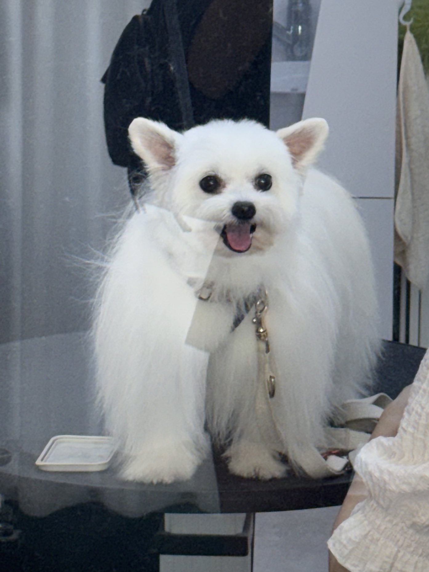 미용소통오류로-거란족이-되어-돌아온-강아지-1-이미지