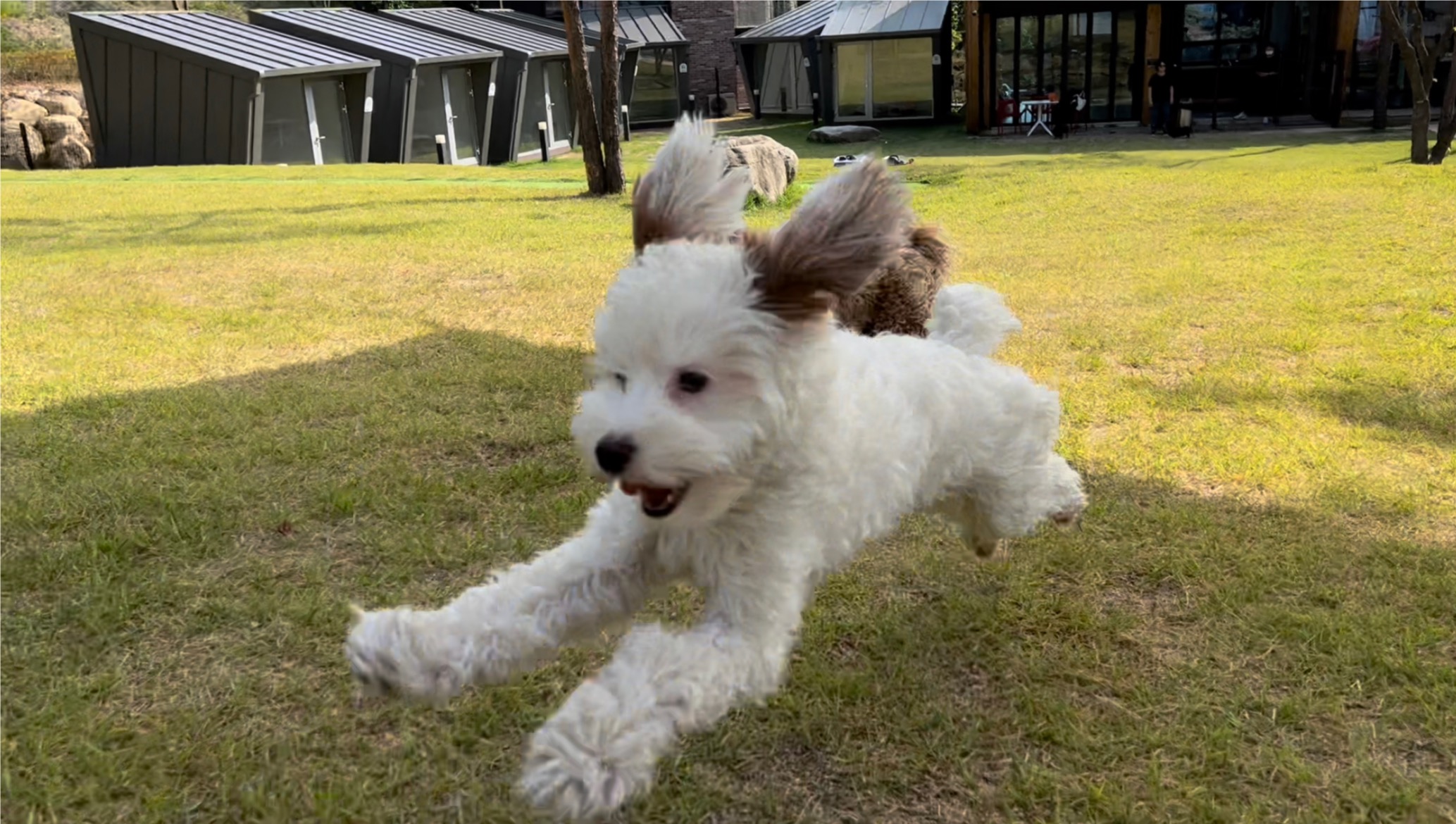 유기견-남매-데려왔는데-너무-귀여워ㅠㅠ-근데-너무-커버렸어;;-7-이미지