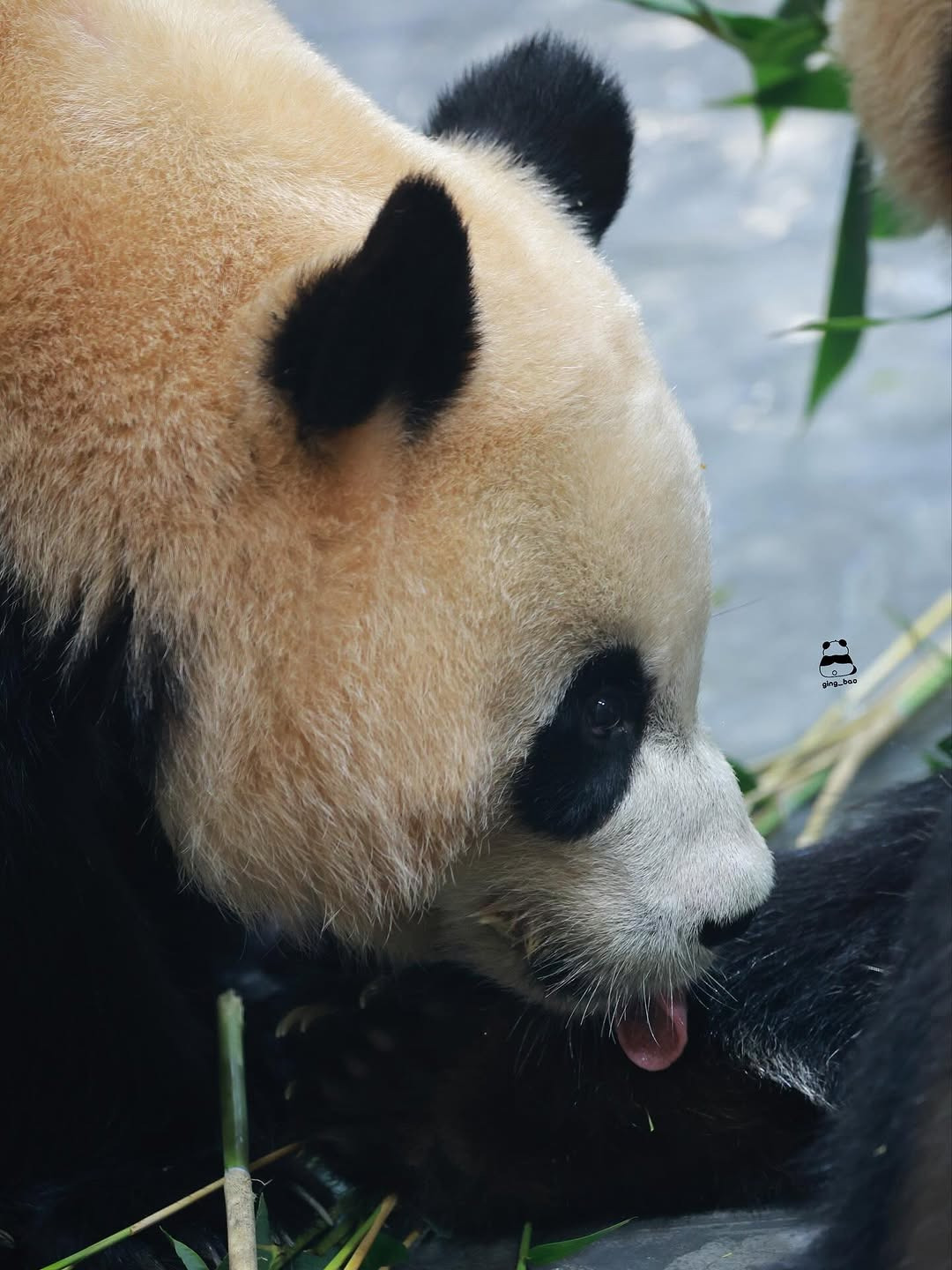 언니-루이바오-맛보는-후이바오🐼🥹-5-이미지