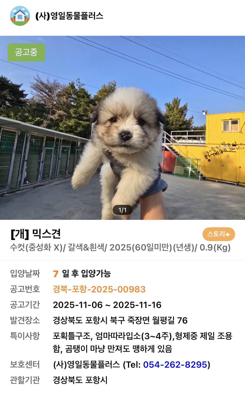 사이버-꼬순내-무료나눔‼️‼️‼️-나만-없네-가나디...🐶-입양하세요🤍!!!-4-이미지