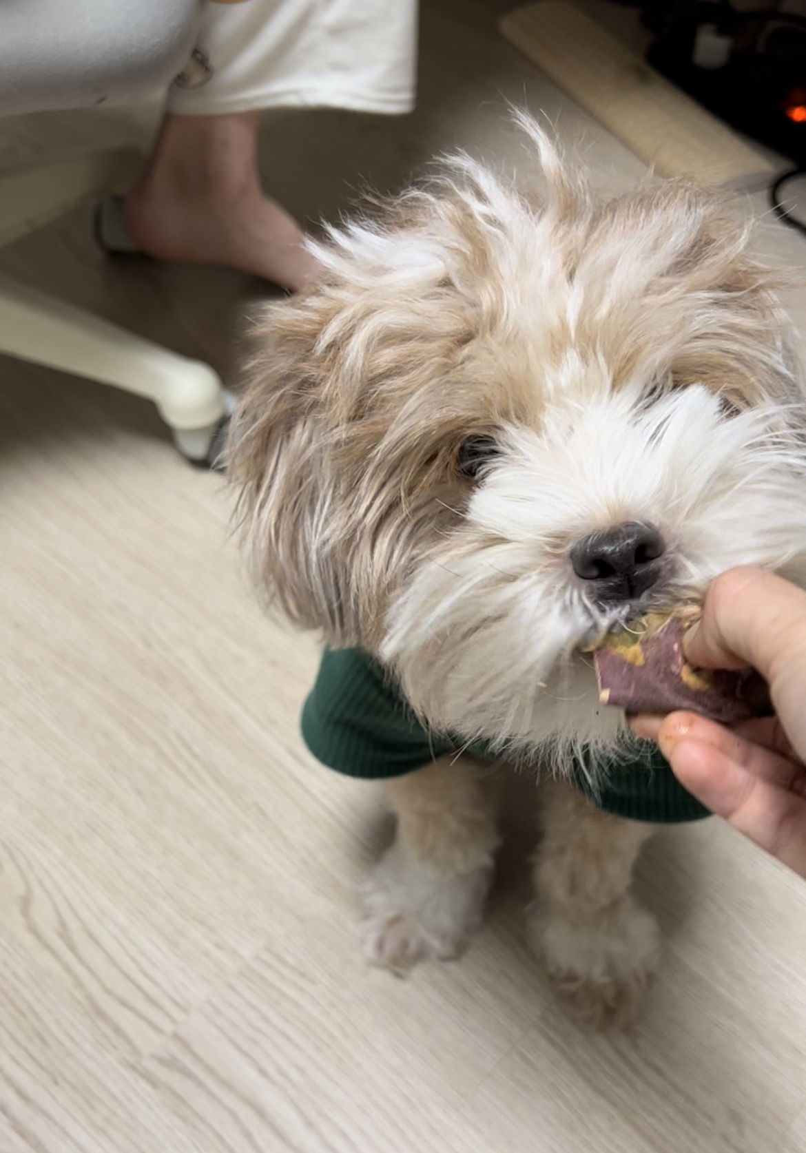 유기견-남매-데려왔는데-너무-귀여워ㅠㅠ-근데-너무-커버렸어;;-49-이미지