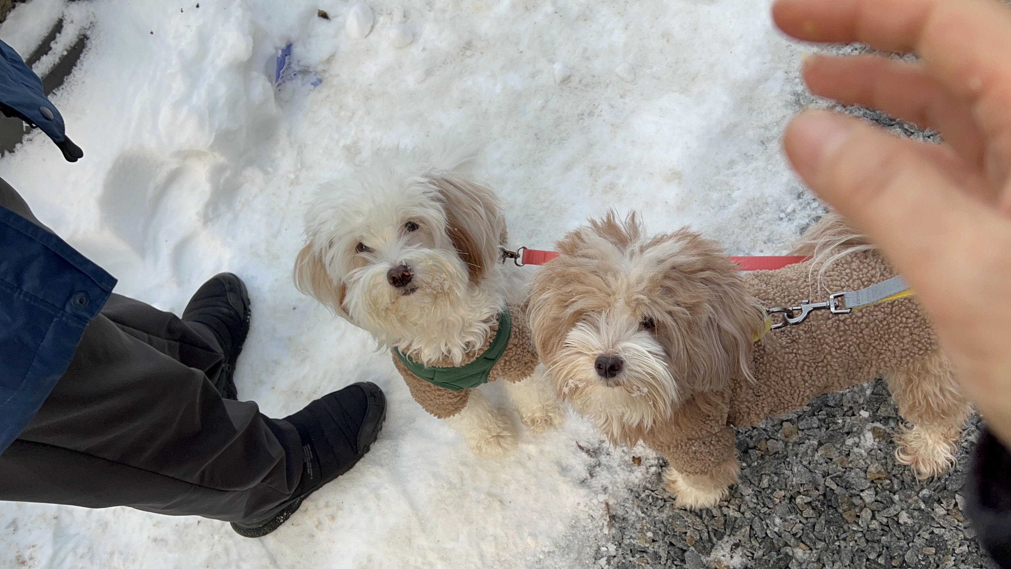유기견-남매-데려왔는데-너무-귀여워ㅠㅠ-근데-너무-커버렸어;;-54-이미지