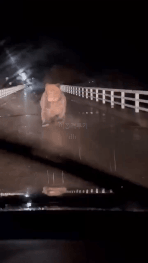 곰에-의한-인명피해-발생-현황-지도-1-이미지