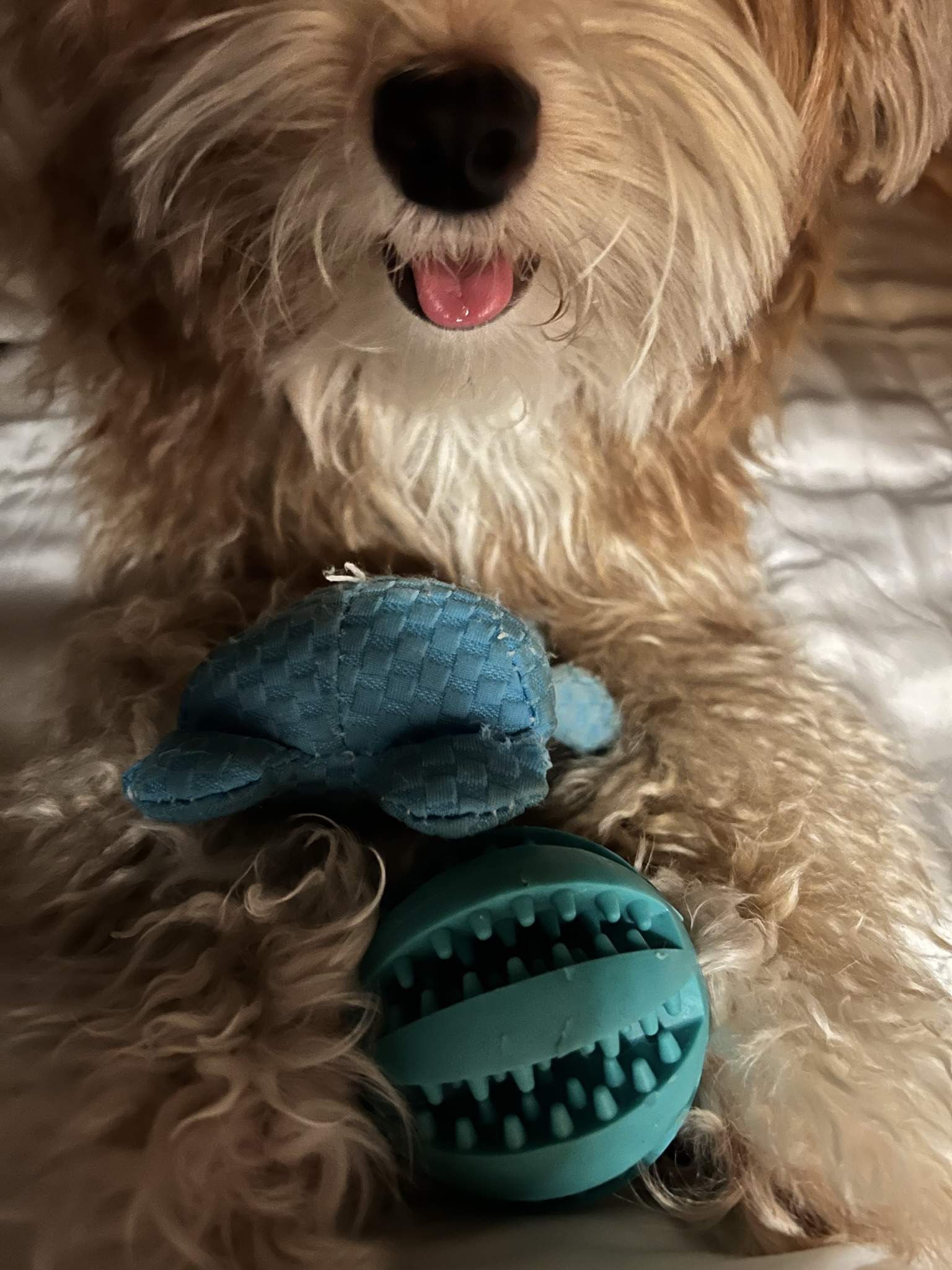 유기견-남매-데려왔는데-너무-귀여워ㅠㅠ-근데-너무-커버렸어;;-58-이미지