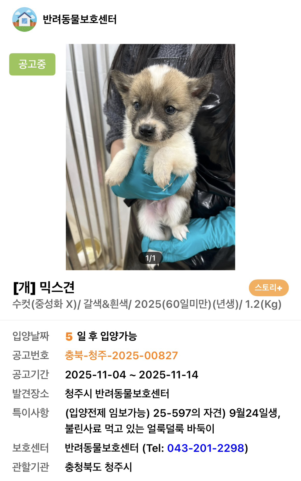 사이버-꼬순내-무료나눔‼️‼️‼️-나만-없네-가나디...🐶-입양하세요🤍!!!-8-이미지