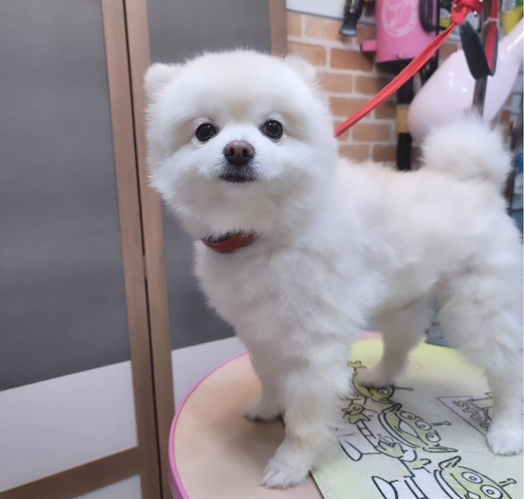 나-어제-진짜-피치못할사정으로-우리집-강아지-회사-데리고-출근해서-20분정도-같이-있었거든-1-이미지