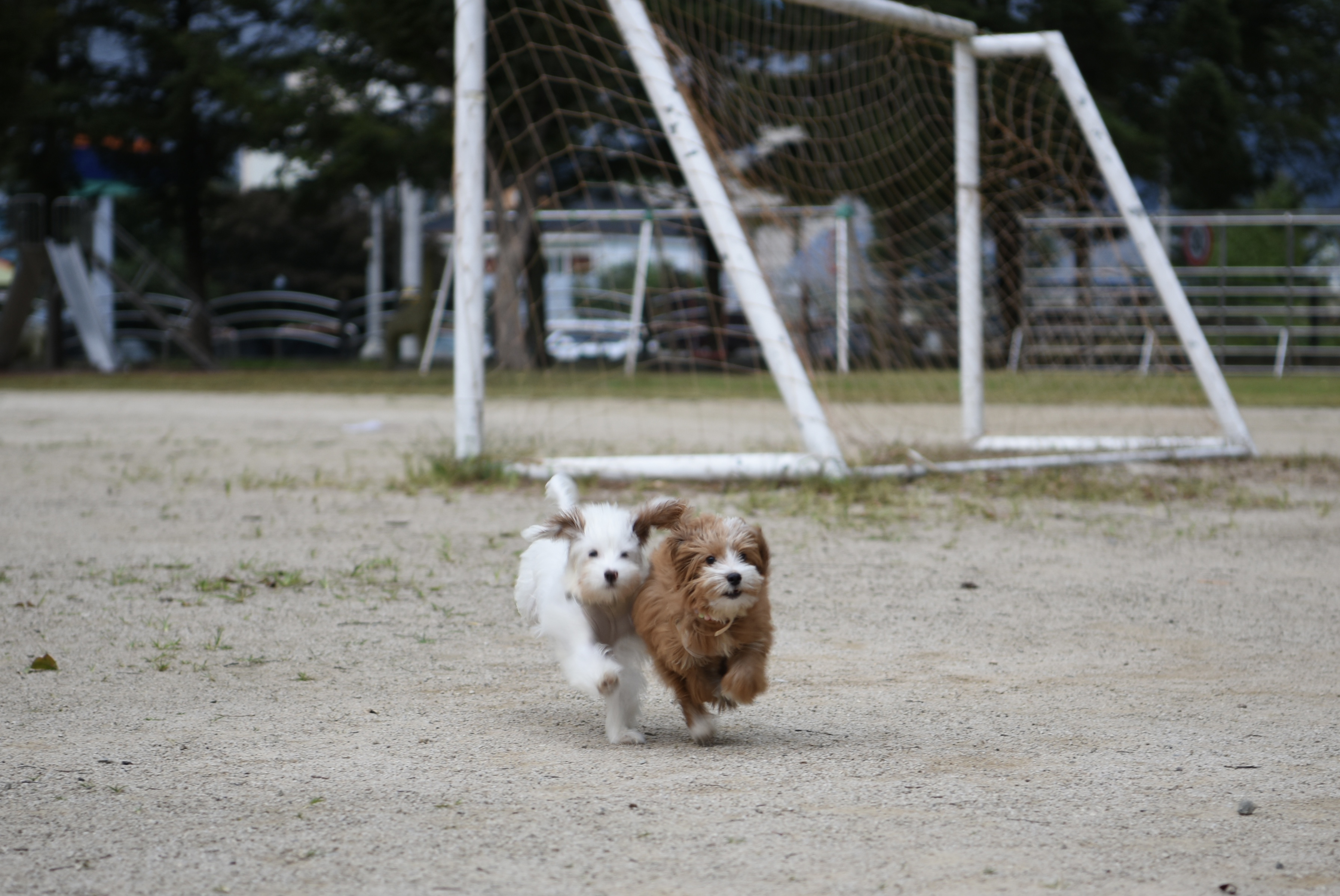 유기견-남매-데려왔는데-너무-귀여워ㅠㅠ-근데-너무-커버렸어;;-2-이미지