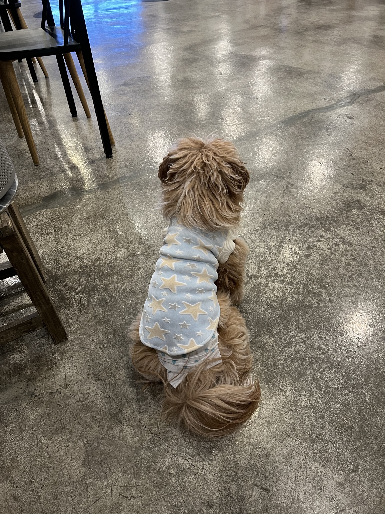 유기견-남매-데려왔는데-너무-귀여워ㅠㅠ-근데-너무-커버렸어;;-27-이미지