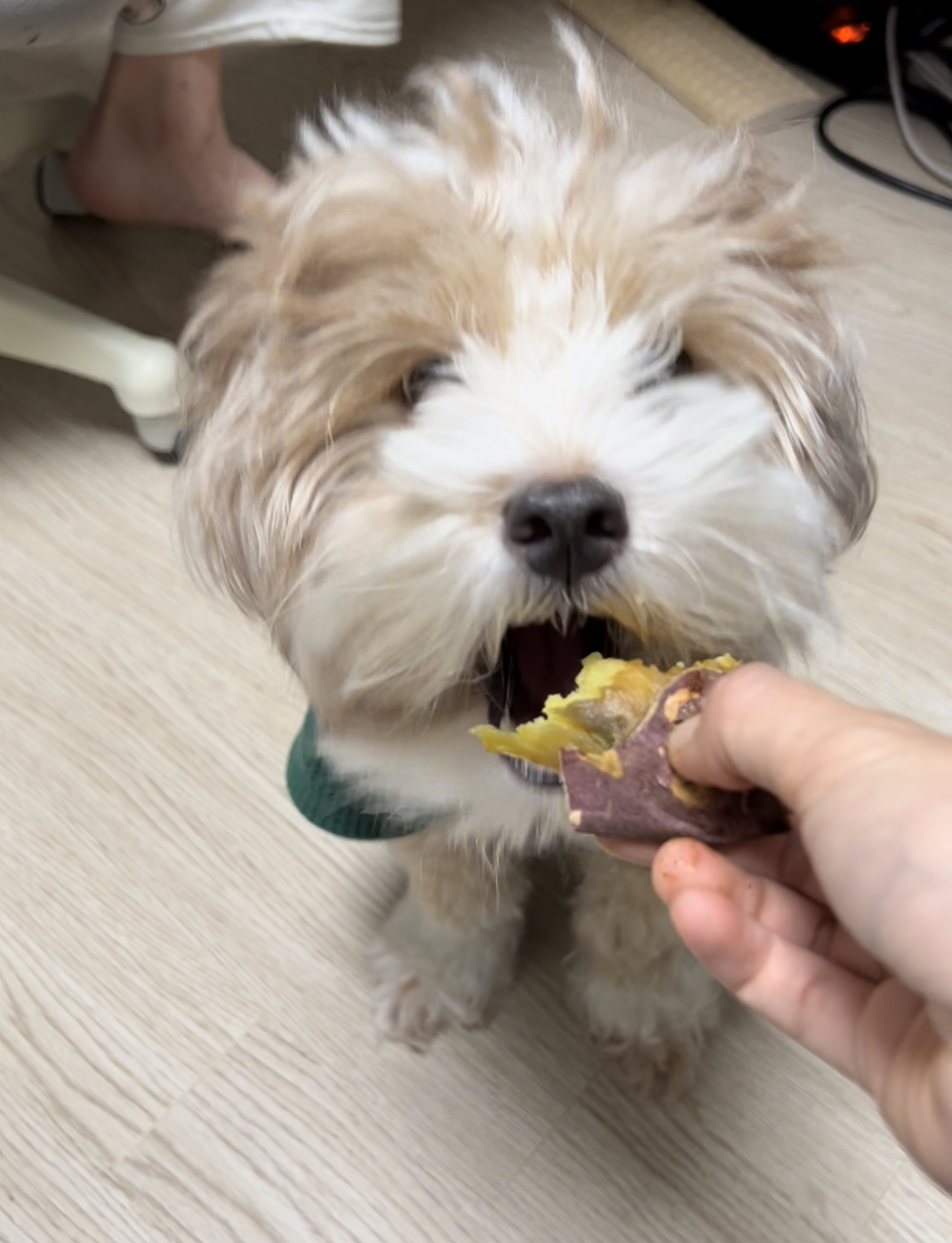 유기견-남매-데려왔는데-너무-귀여워ㅠㅠ-근데-너무-커버렸어;;-48-이미지