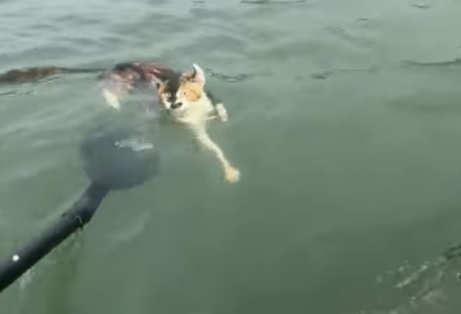 저수지-풀린-1100마리-고양이,-물에-빠져-허우적…중국서-또-‘방생-참사’-1-이미지