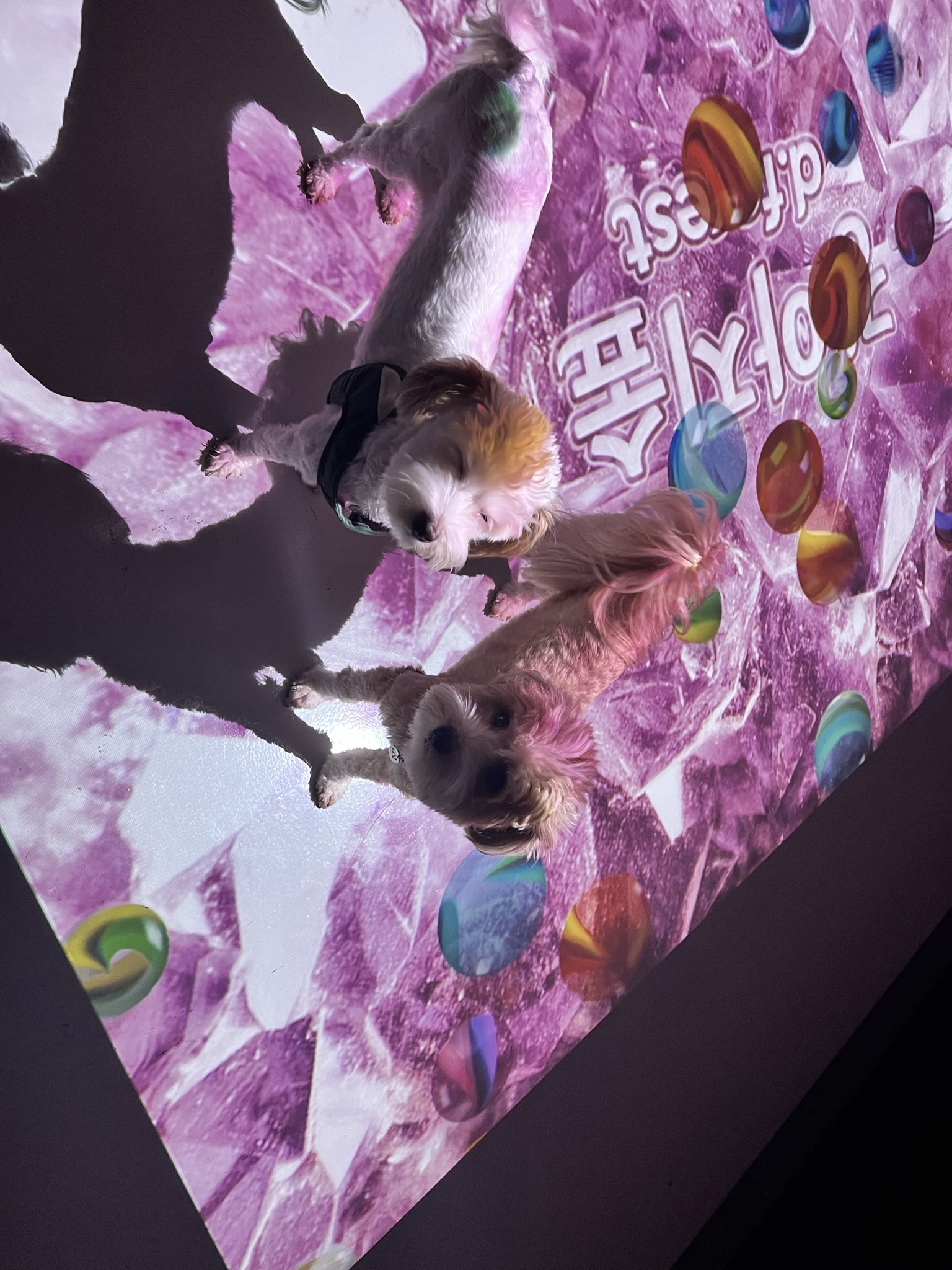 유기견-남매-데려왔는데-너무-귀여워ㅠㅠ-근데-너무-커버렸어;;-37-이미지