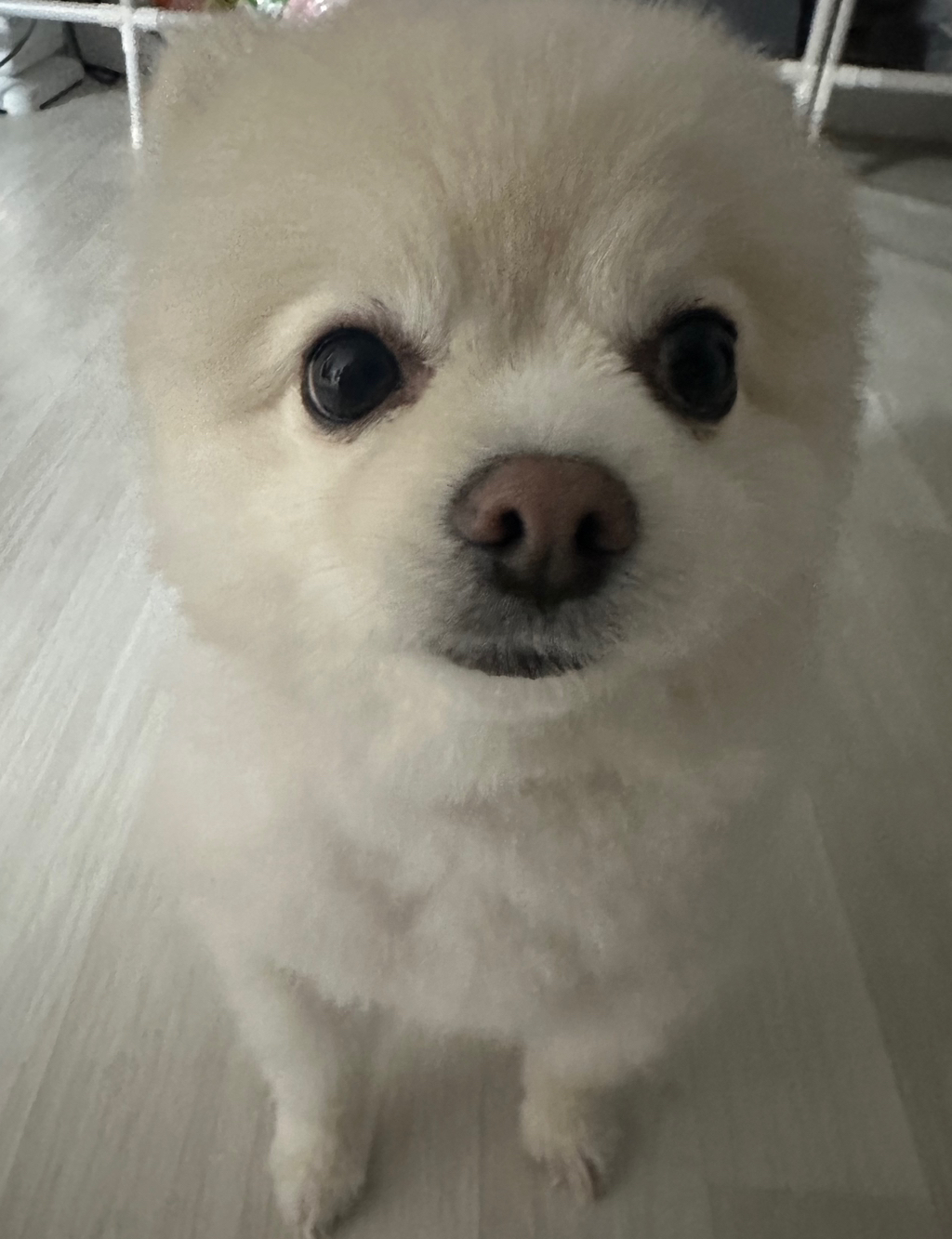 나-어제-진짜-피치못할사정으로-우리집-강아지-회사-데리고-출근해서-20분정도-같이-있었거든-3-이미지