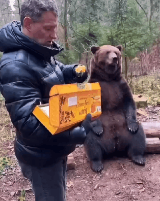 꿀-기다리는-곰.gif-1-이미지