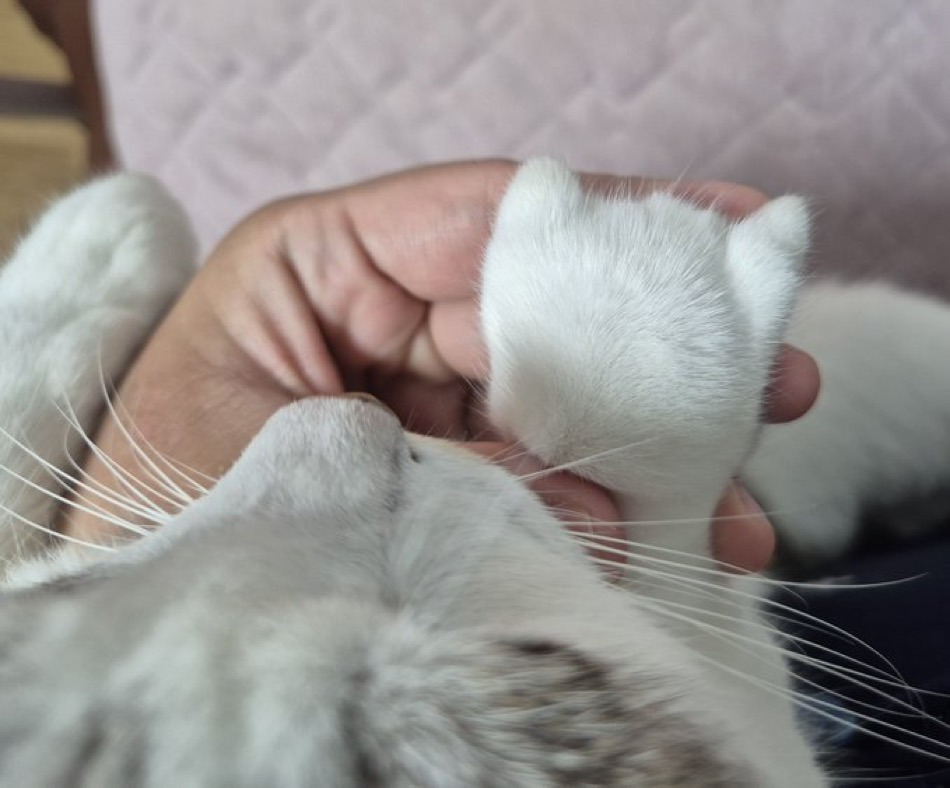 솜방망이-고양이-1-이미지